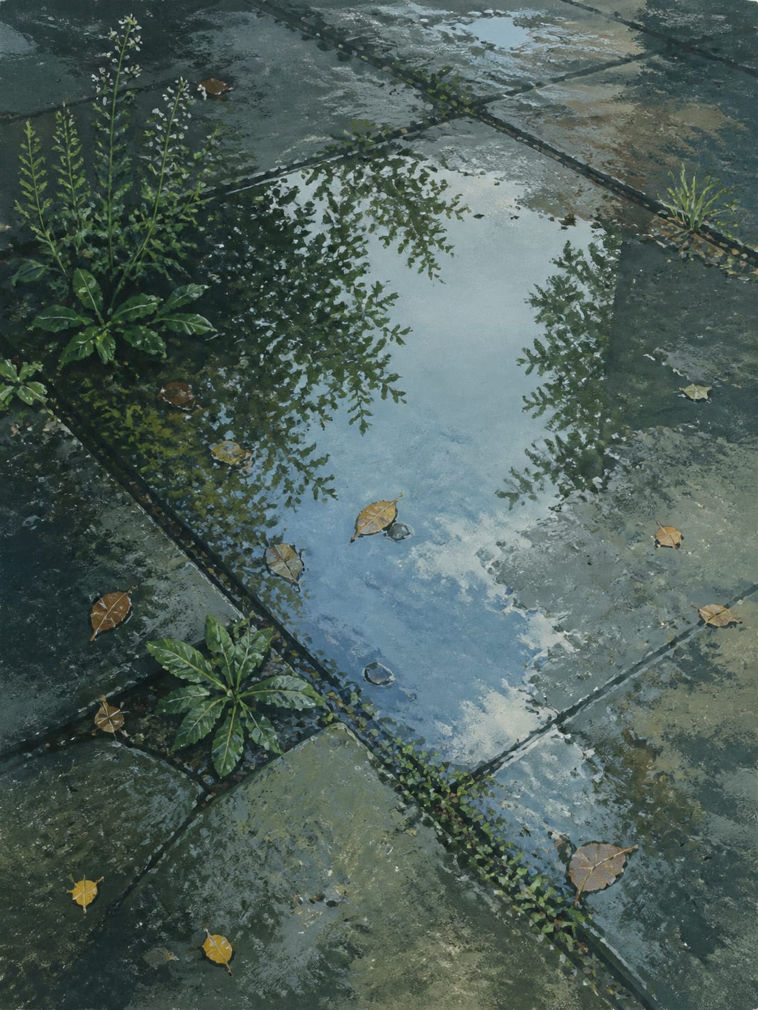 《雨后》，观察反光路面、积水与植物的 Demo 习作。